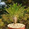 Madagascar Palm Plant - Pachypodium lamerei