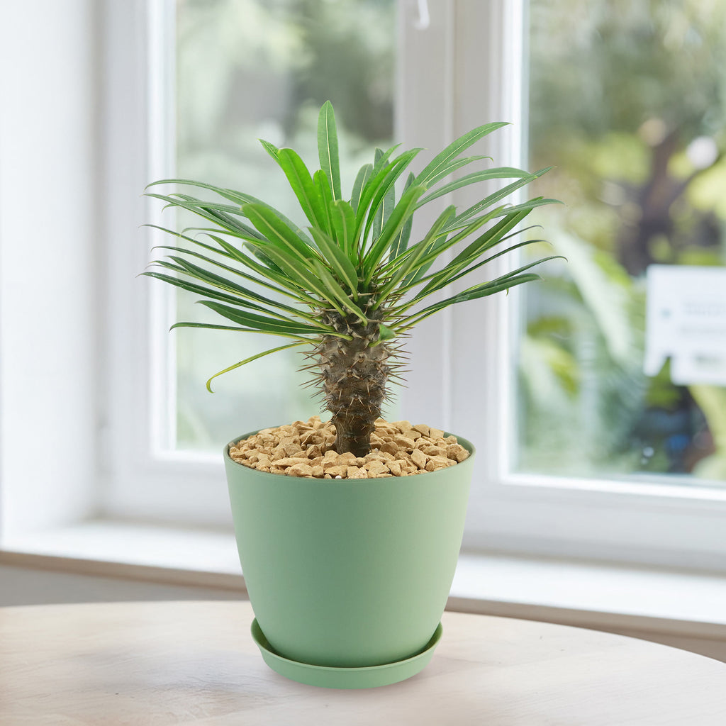 Madagascar Palm Plant - Pachypodium lamerei