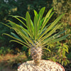 Madagascar Palm Plant - Pachypodium lamerei