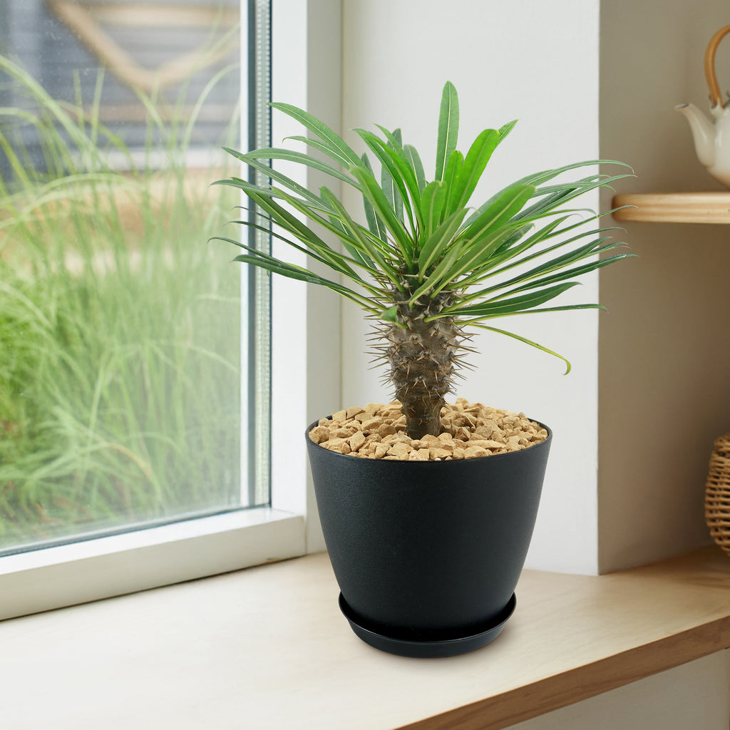 Madagascar Palm Plant - Pachypodium lamerei