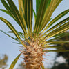 Madagascar Palm Plant - Pachypodium lamerei