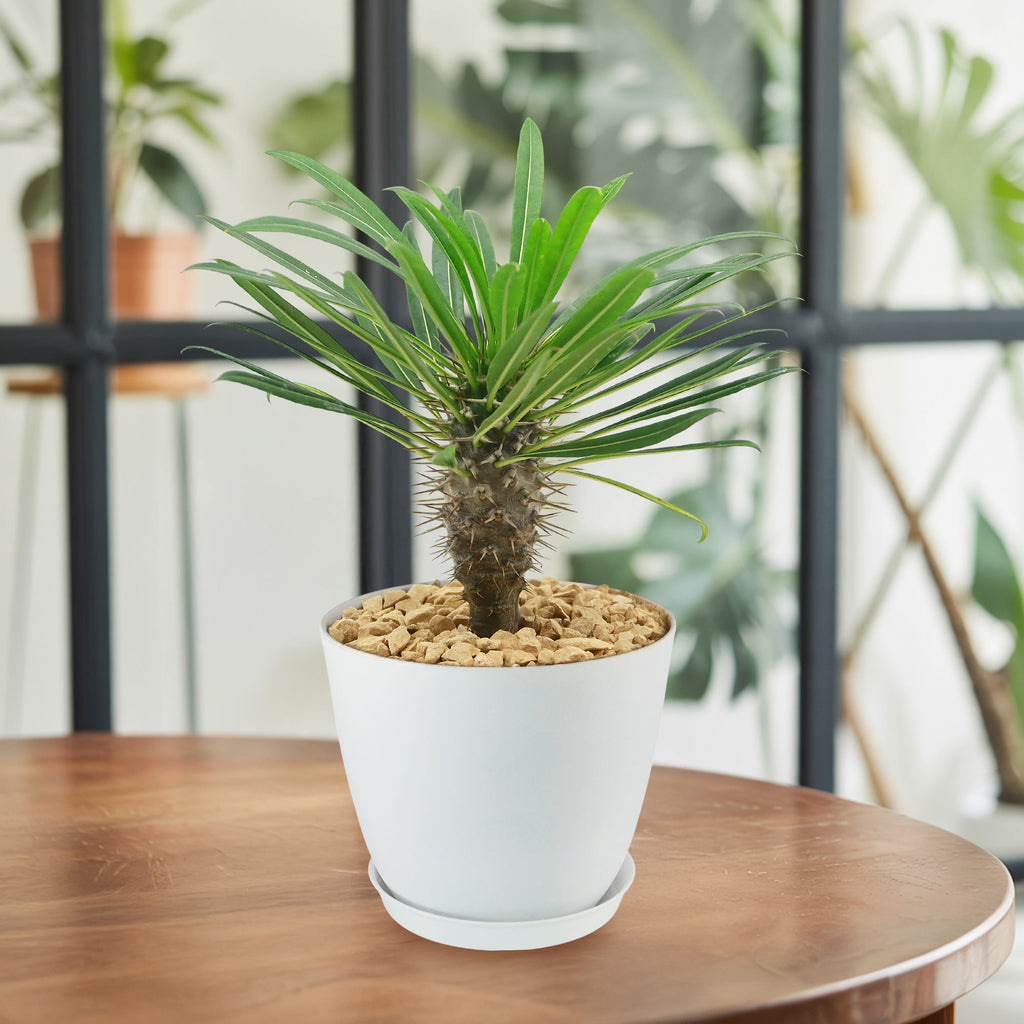 Madagascar Palm Plant - Pachypodium lamerei