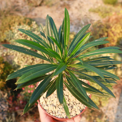 Madagascar Palm Plant - Pachypodium lamerei