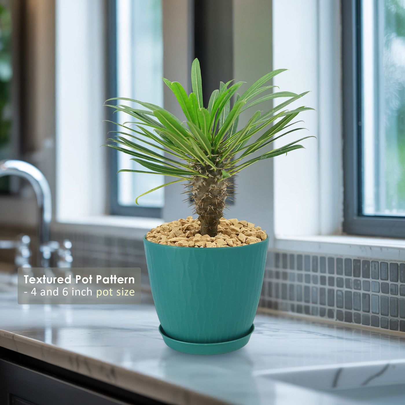 palm tree succulent Shop 'Madagascar Palm - Pachypodium lamerei' Care and Info