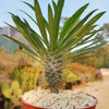 Madagascar Palm Plant - Pachypodium lamerei