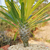 Madagascar Palm Plant - Pachypodium lamerei