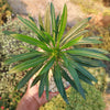 Madagascar Palm Plant - Pachypodium lamerei