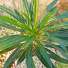 Madagascar Palm Plant - Pachypodium lamerei