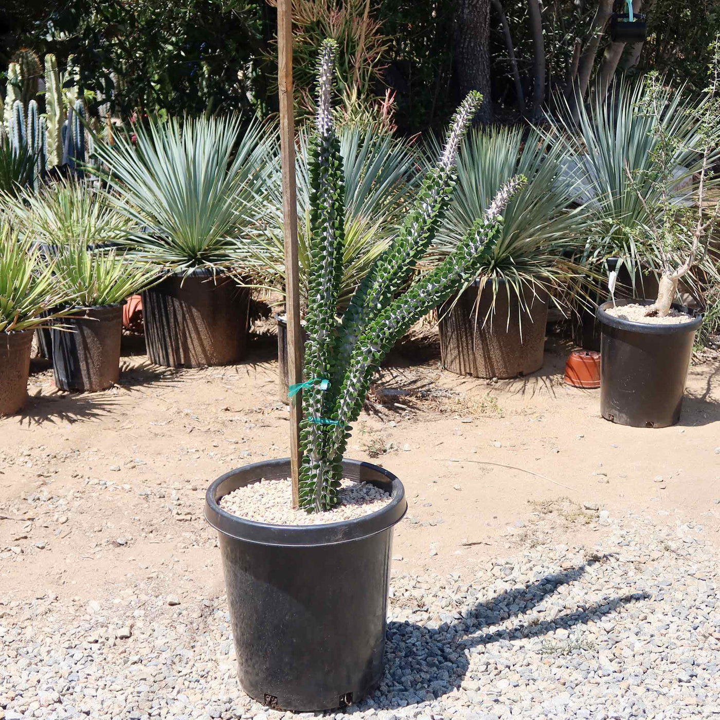 Shop 'Madagascar ocotillo - Alluaudia procera' Care and Info