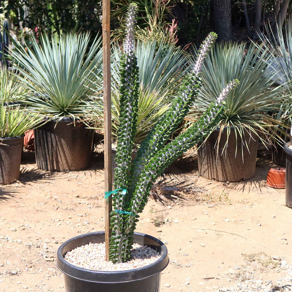 Madagascar ocotillo &