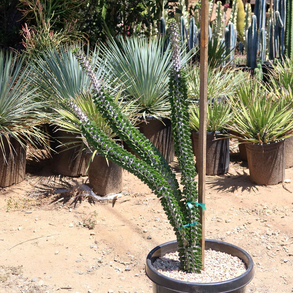 Madagascar ocotillo &