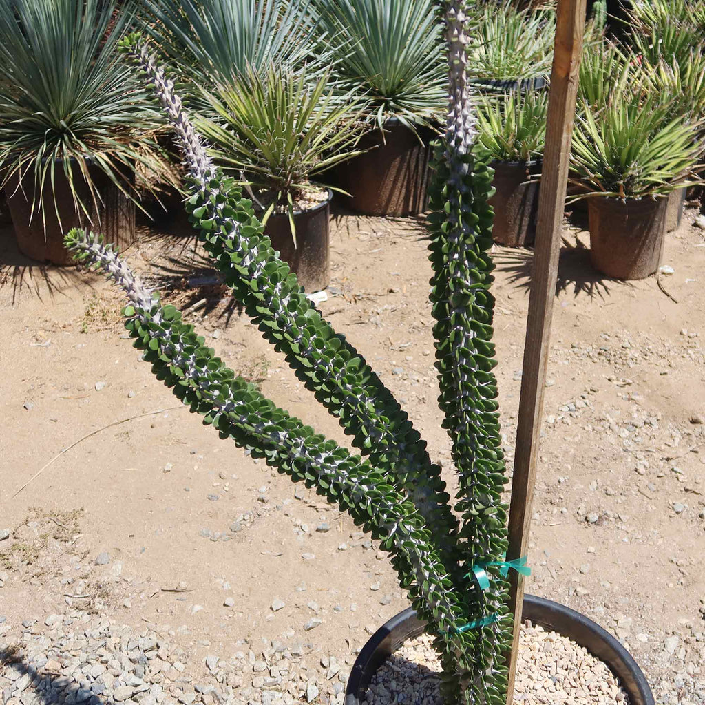 Madagascar ocotillo &