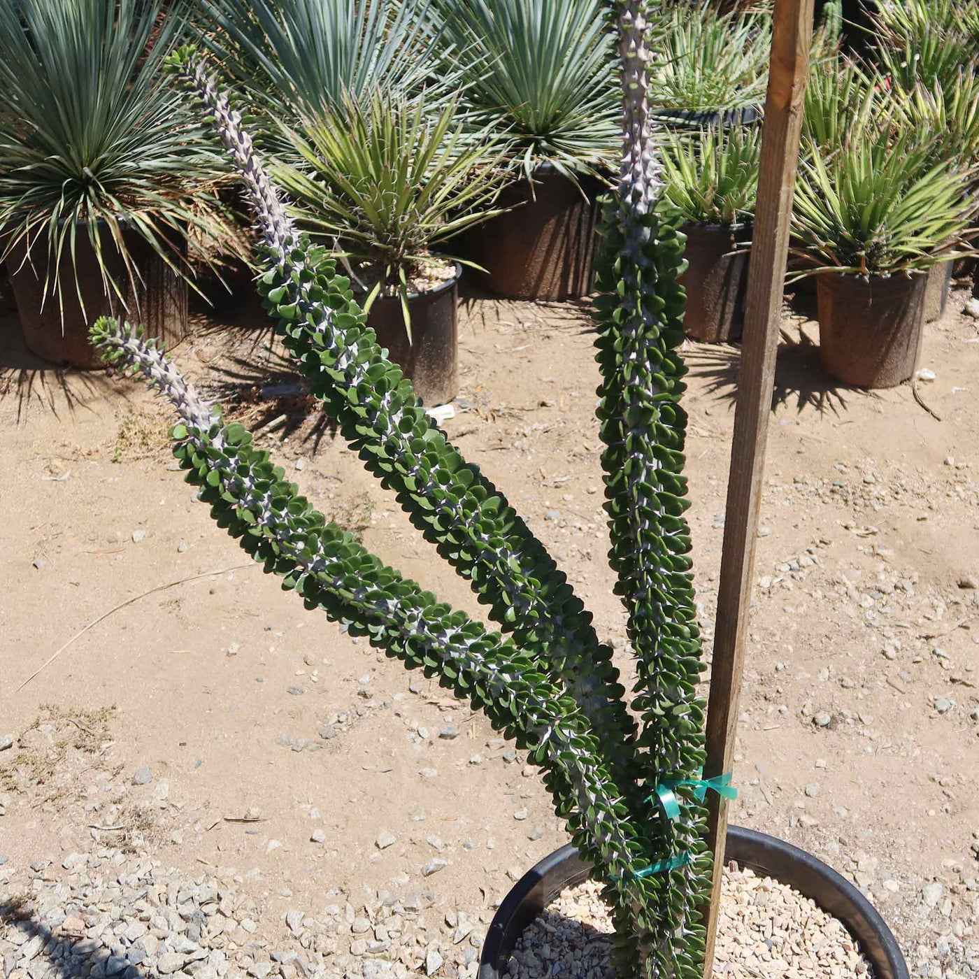 Shop 'Madagascar ocotillo - Alluaudia procera' Care and Info