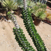 Madagascar ocotillo &