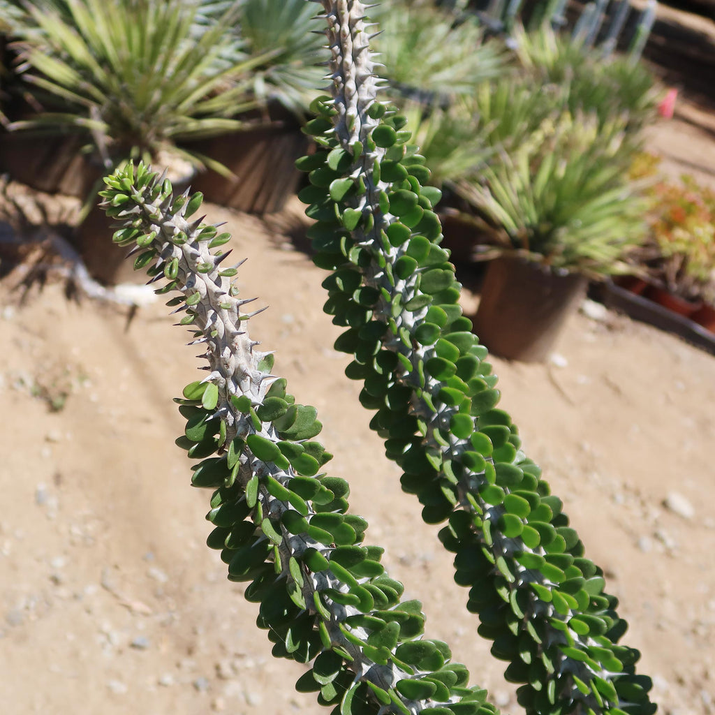 Madagascar ocotillo &