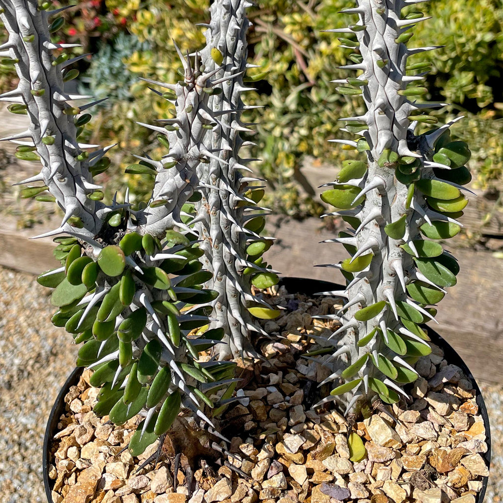 Madagascar ocotillo &