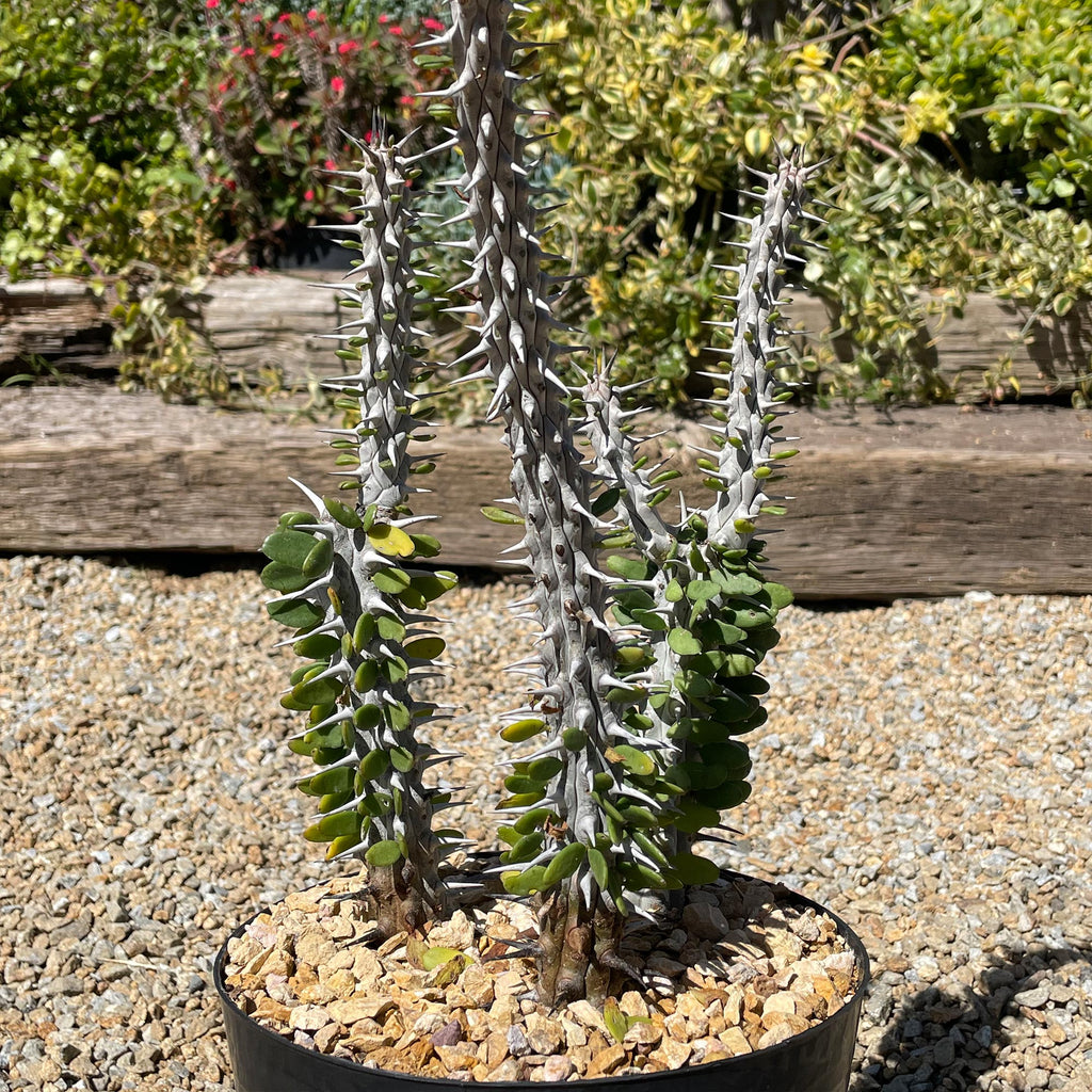 Madagascar ocotillo &