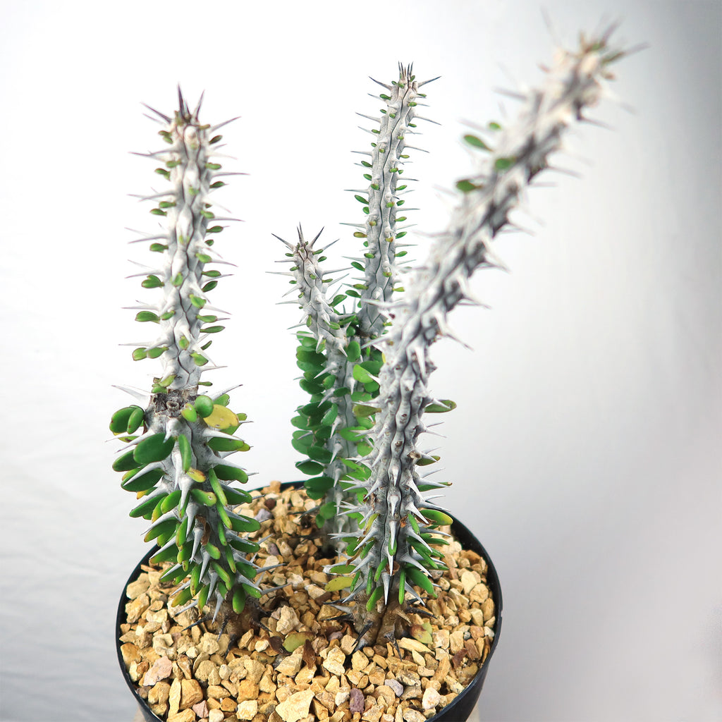 Madagascar ocotillo &