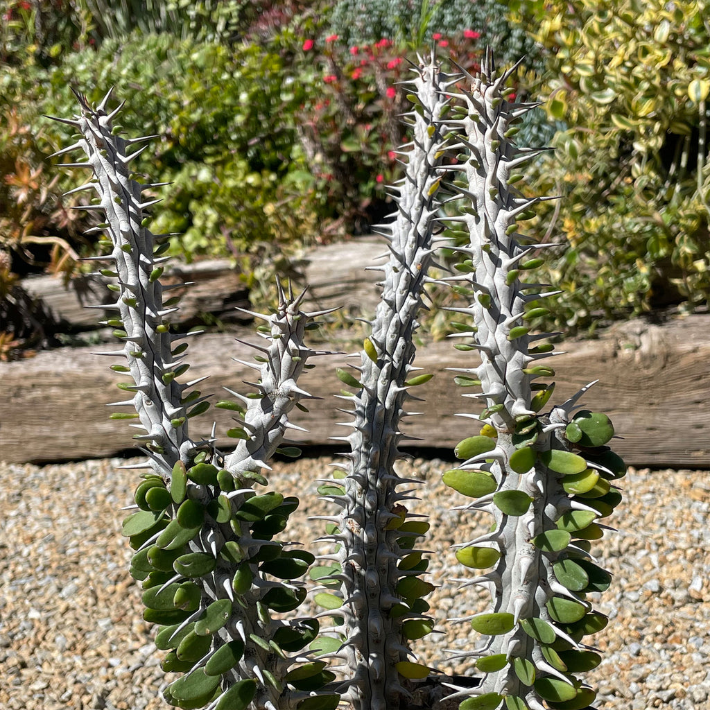 Madagascar ocotillo &