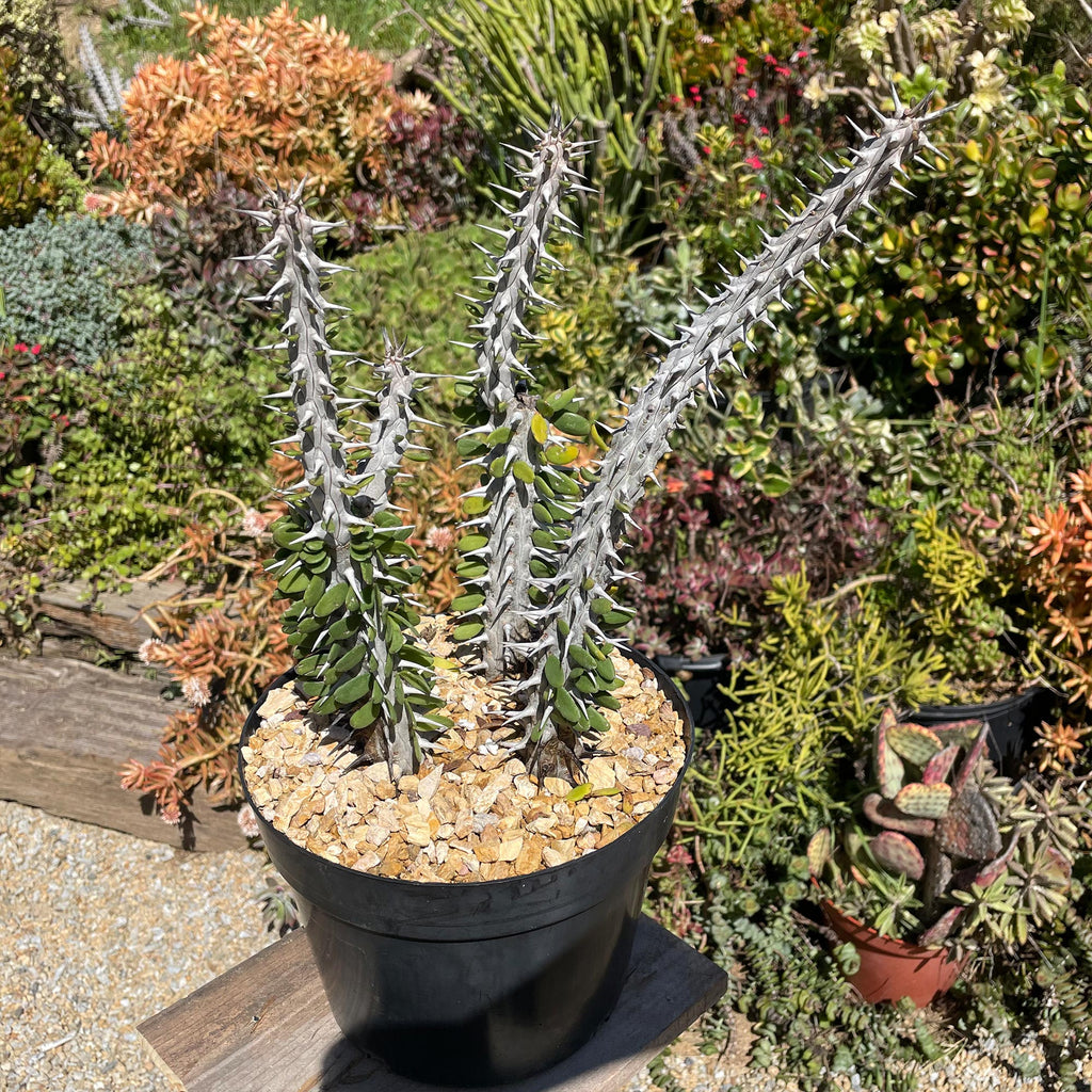 Madagascar ocotillo &