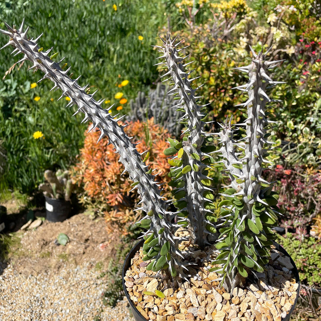 Madagascar ocotillo &