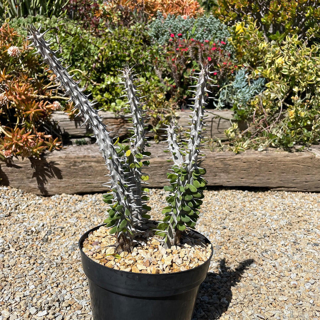Madagascar ocotillo &