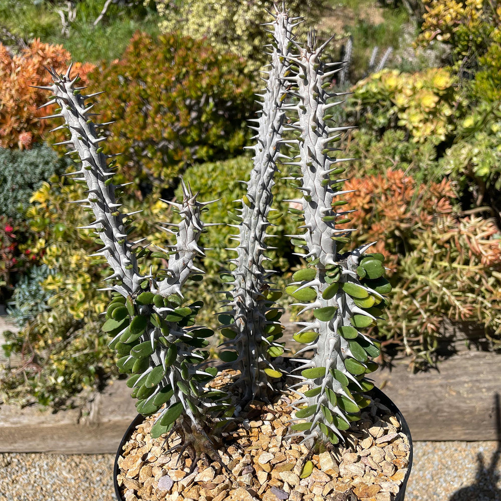 Madagascar ocotillo &