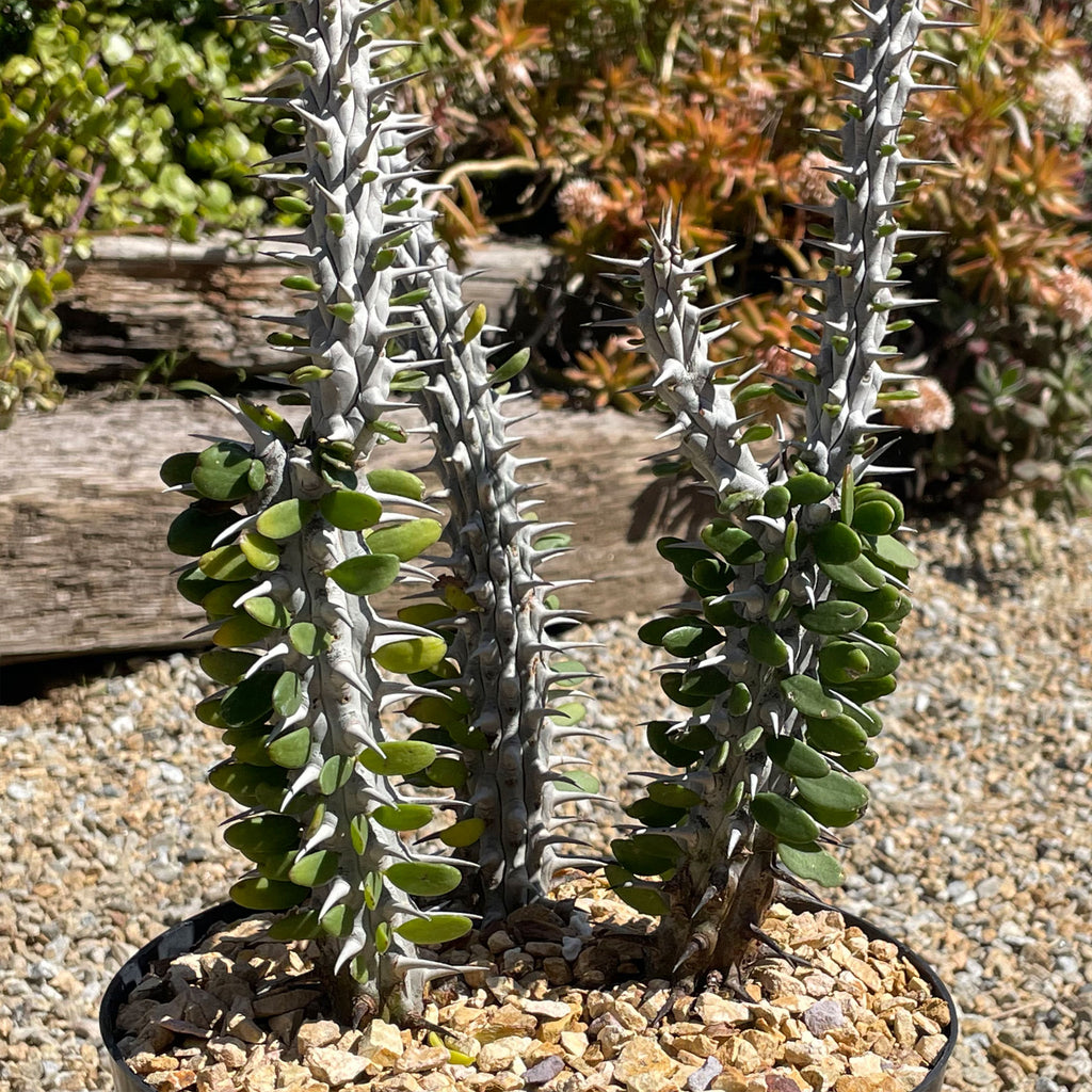 Madagascar ocotillo &