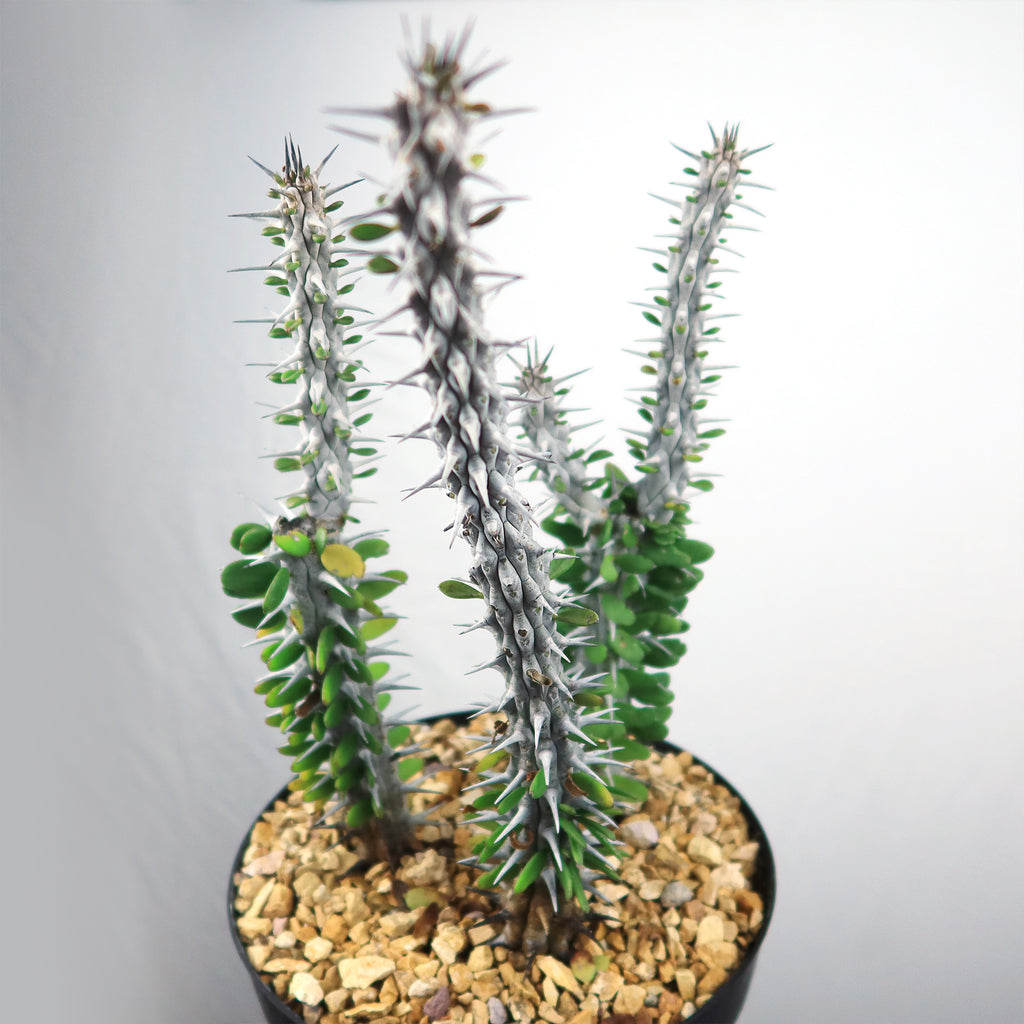 Madagascar ocotillo &