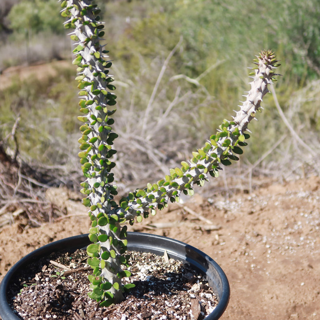 Madagascar ocotillo &