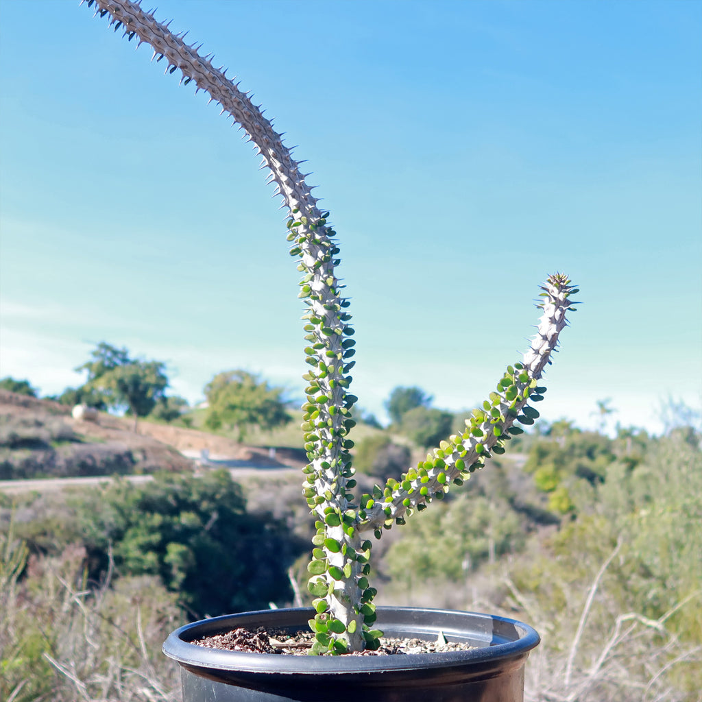 Madagascar ocotillo &