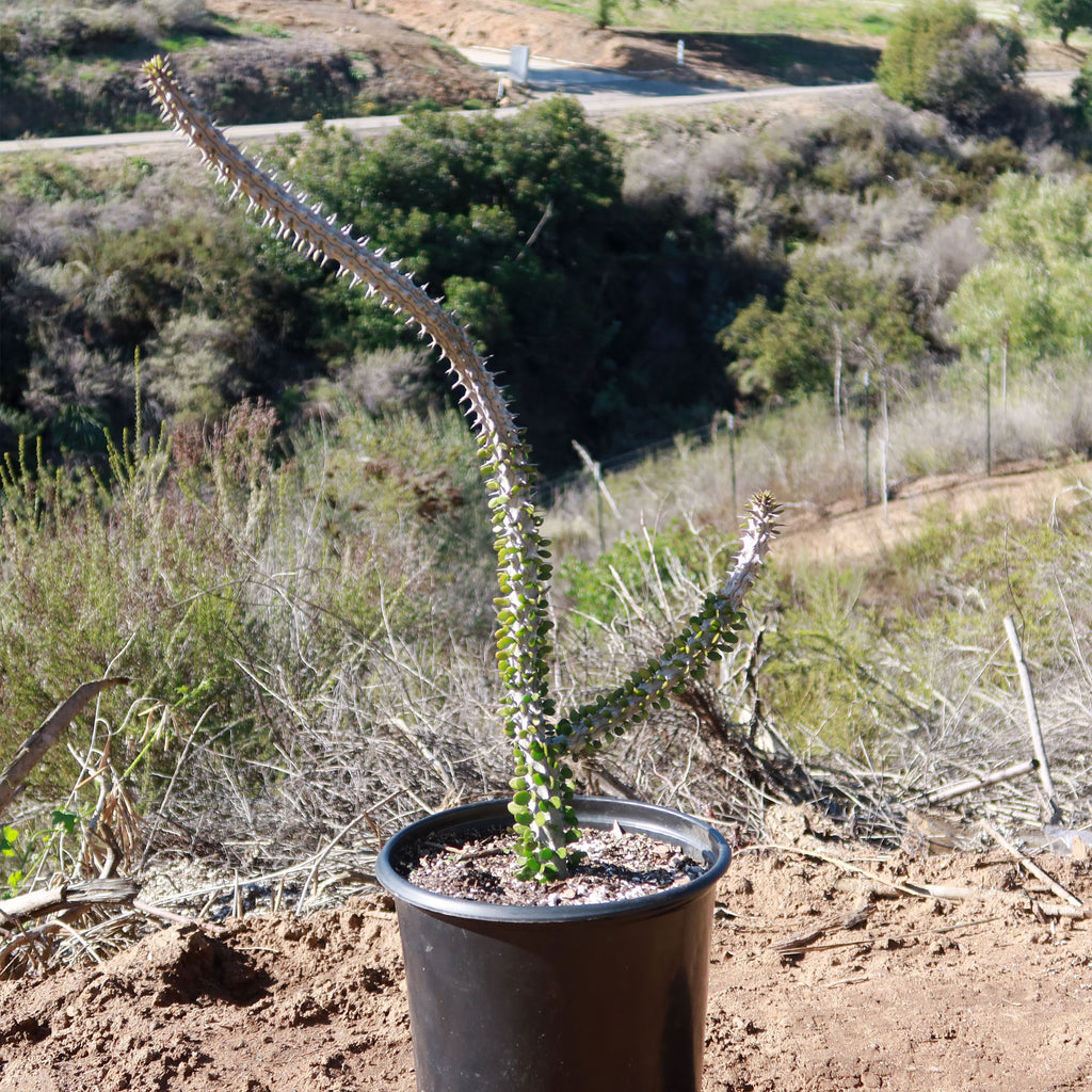 Madagascar ocotillo &