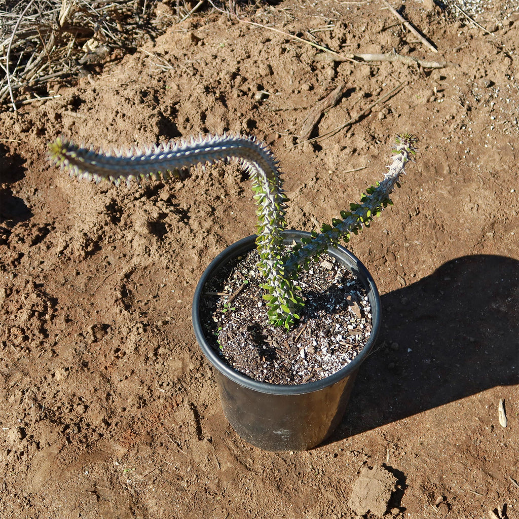 Madagascar ocotillo &