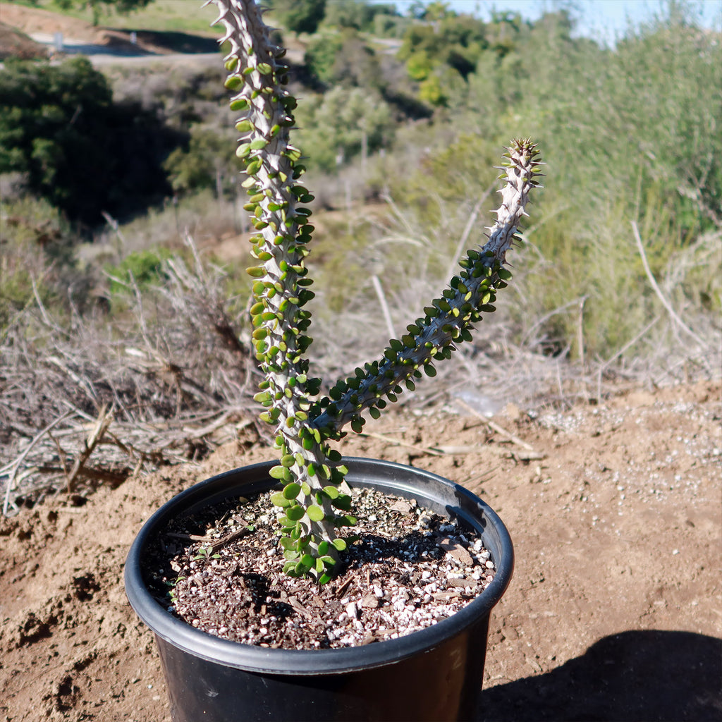 Madagascar ocotillo &