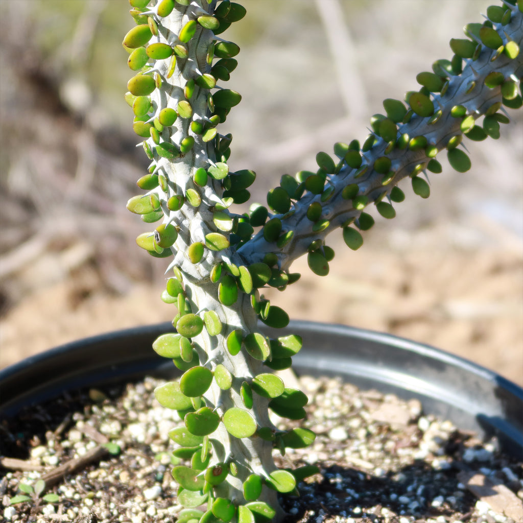Madagascar ocotillo &