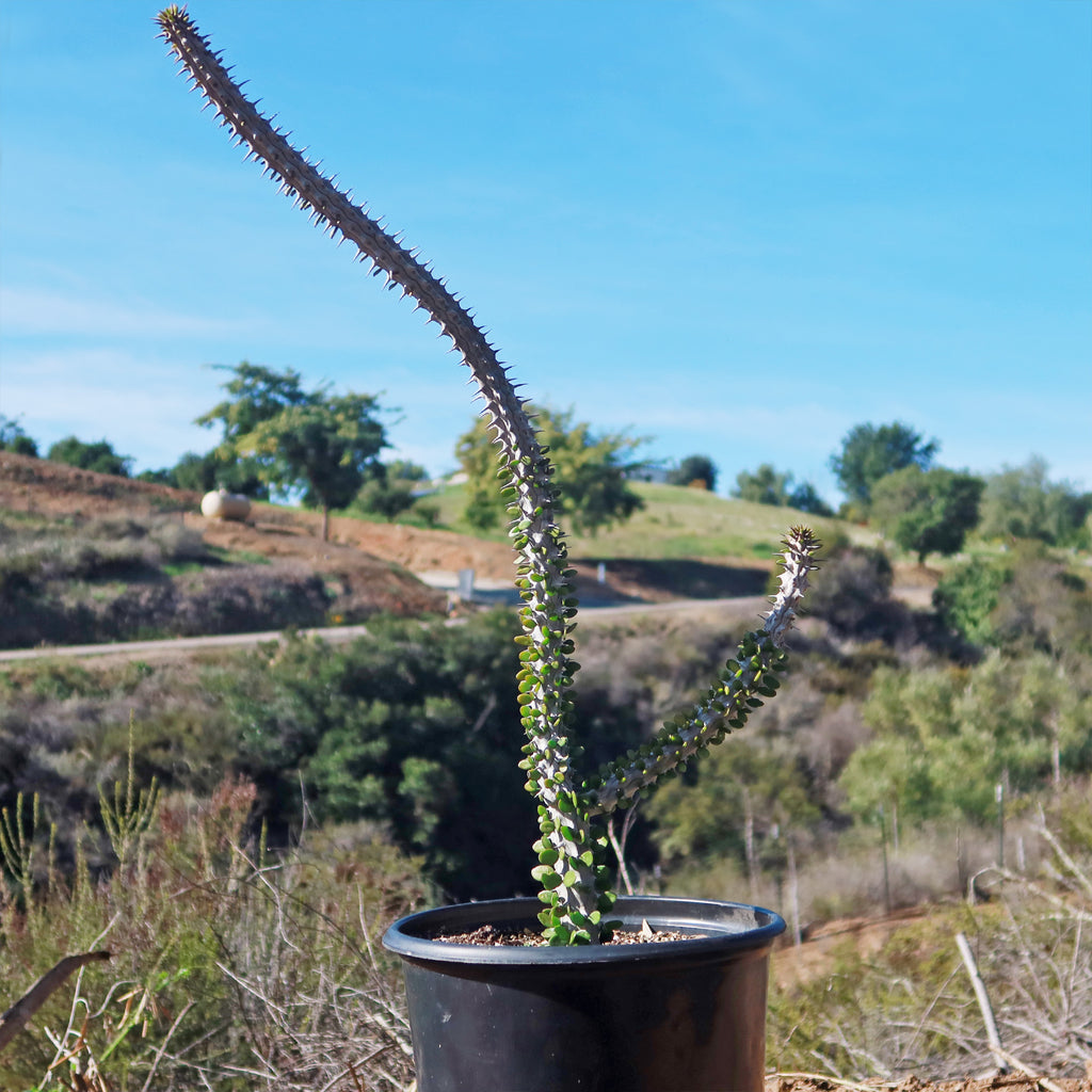 Madagascar ocotillo &