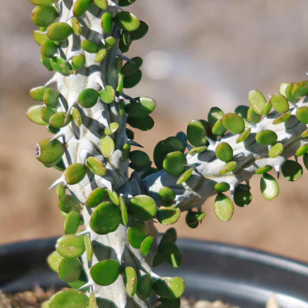 Madagascar ocotillo &