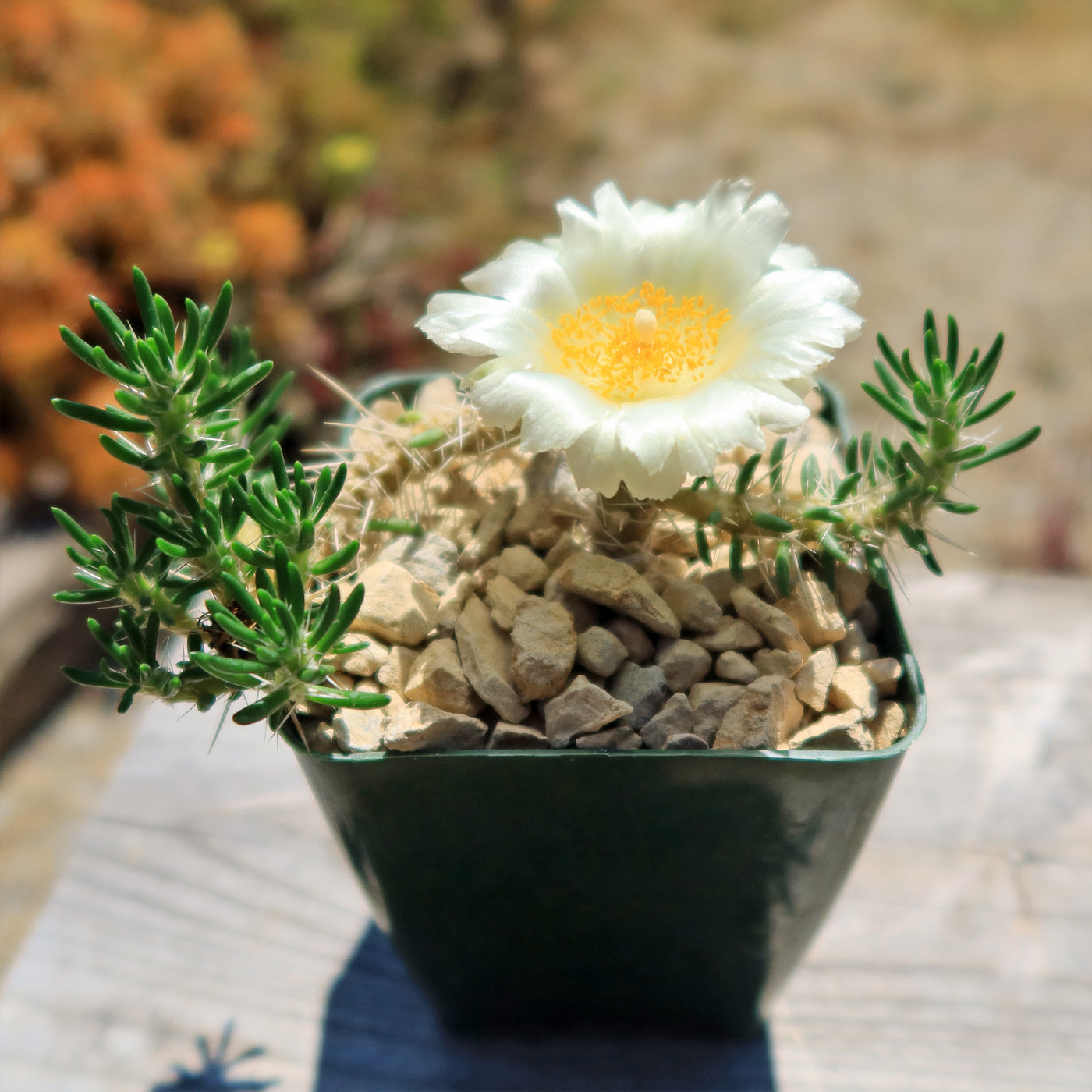 Maihuenia Poeppigii Succulent Cactus Shrub Planet Desert Maihuenia Poeppigii Succulent Cactus Shrub Planet Desert