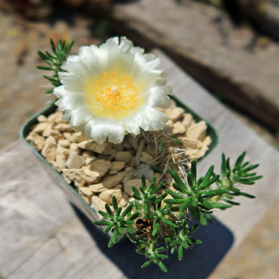 succulent with large white flower Maihuenia Poeppigii Succulent Cactus Shrub