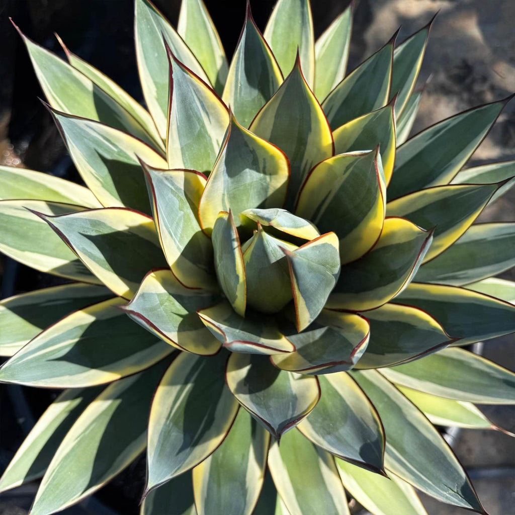 Agave ‘Snow Glow’ – Variegated Agave Blue Glow