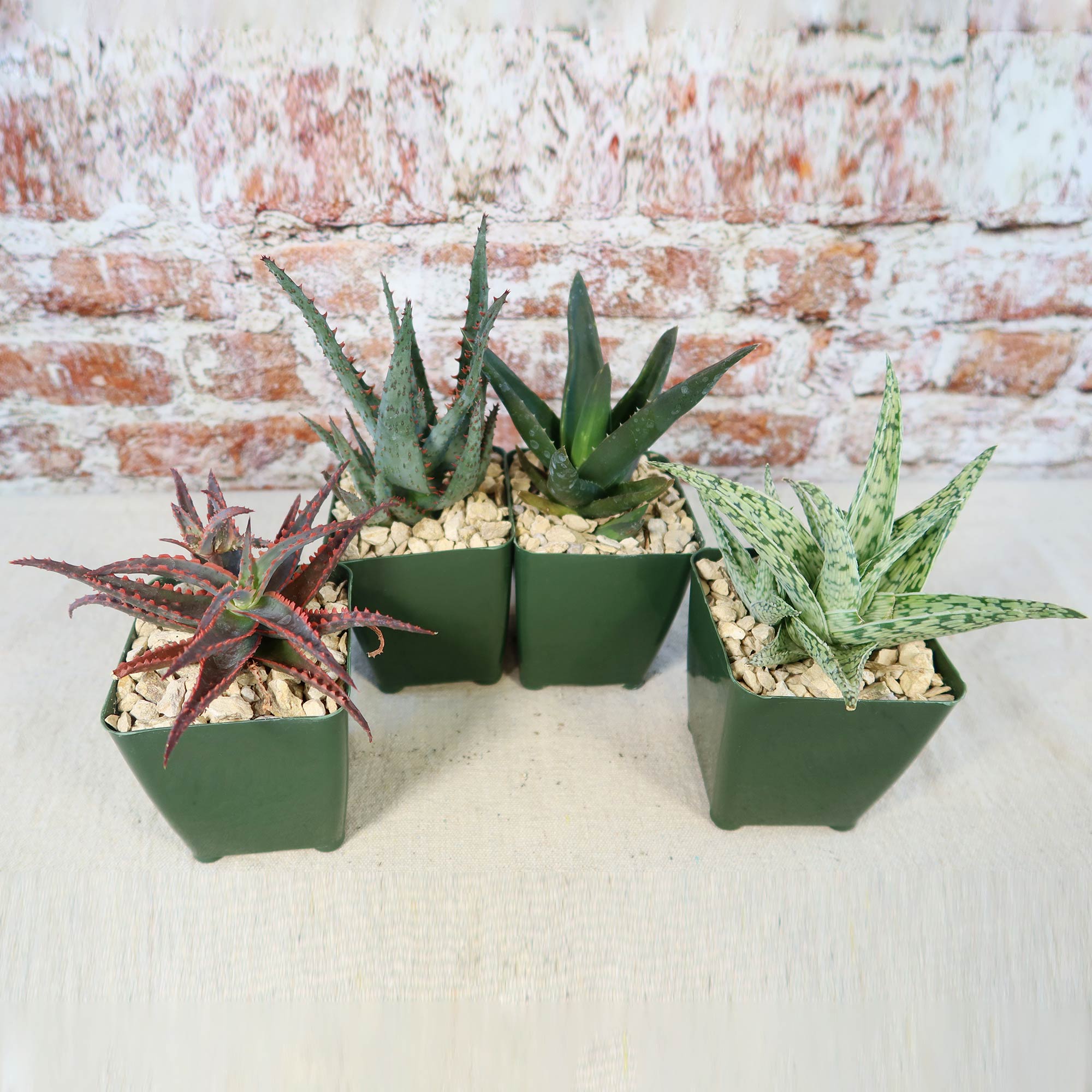 Aloe Garden (4-Pack)