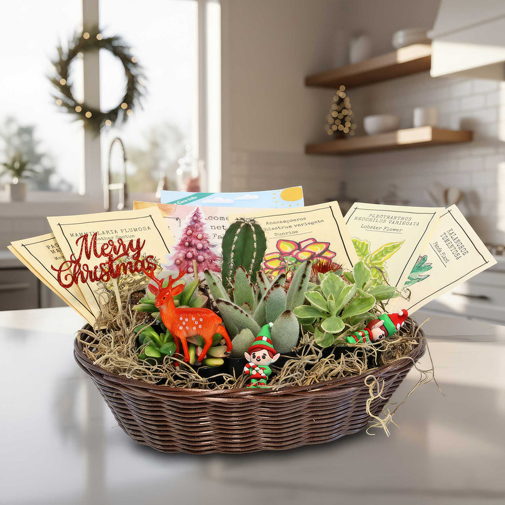 Cactus & Succulent Gift Basket – A Unique Holiday Gift