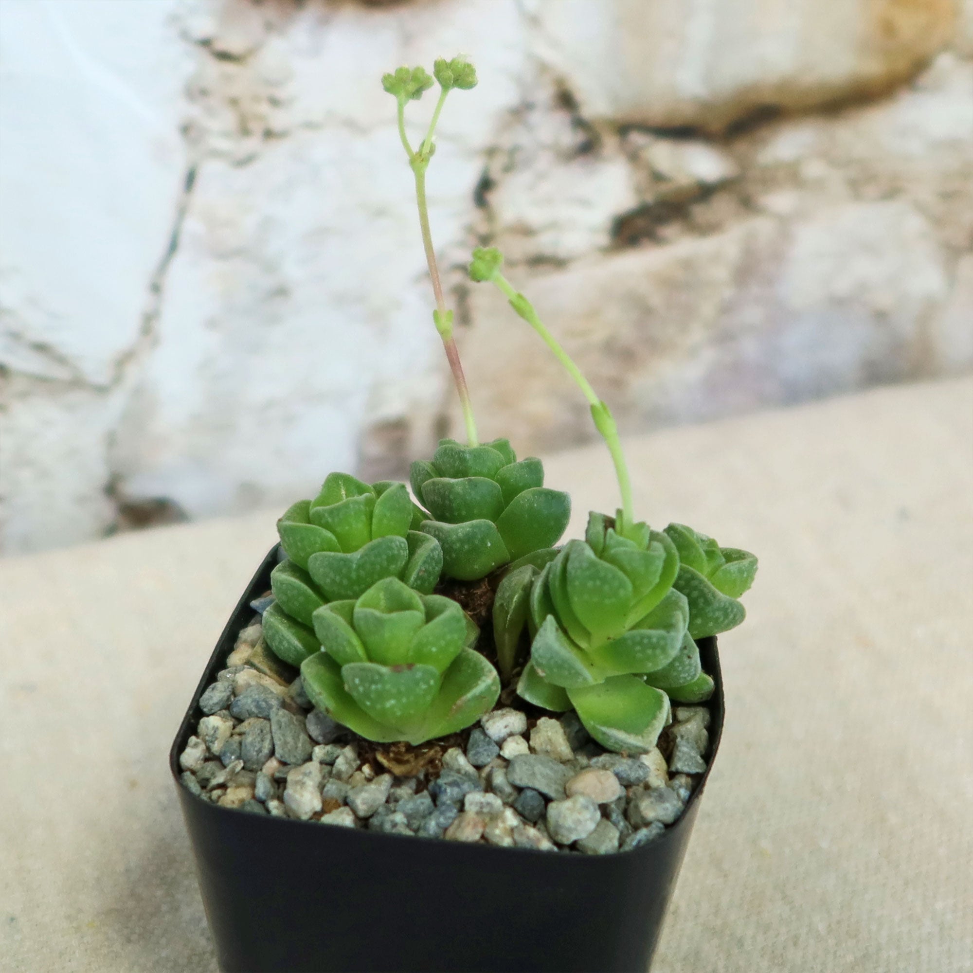 Crassula Dorothy