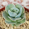 Echeveria Lovely Rose