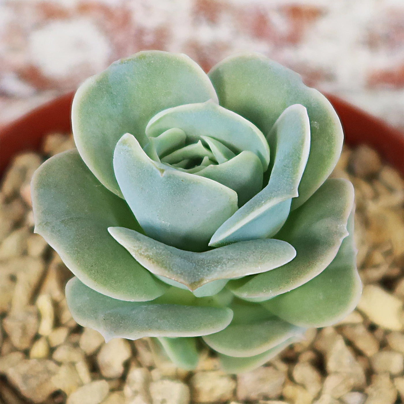 Echeveria Lovely Rose