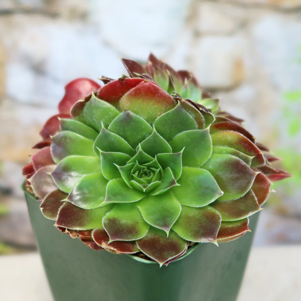 Sempervivum heuffelii ‘Blaze’