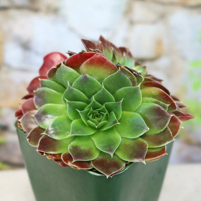 Sempervivum heuffelii ‘Blaze’
