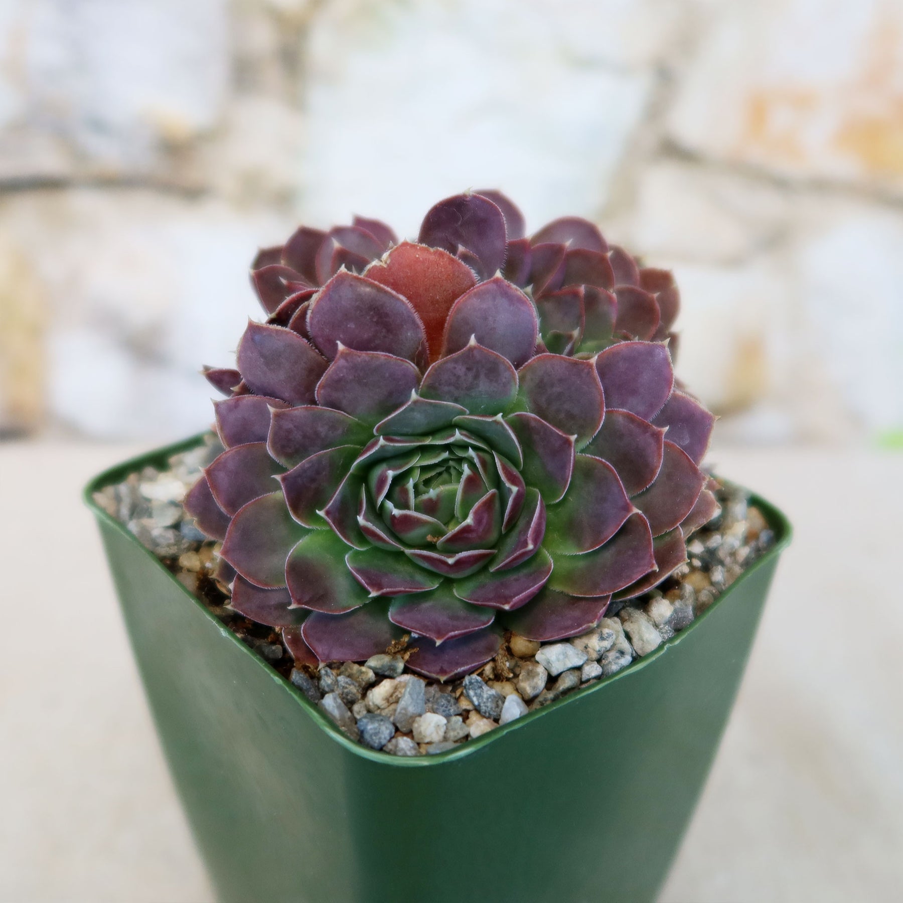 purple flower succulent plant Sempervivum heuffelii ‘Coral Reef’