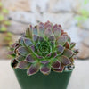 Sempervivum heuffelii &