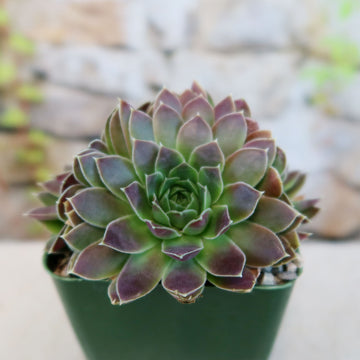 aphrodite succulent Sempervivum heuffelii 'Melanoheoff'